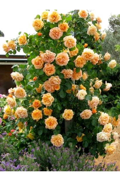 Троянда Полька – розкішні квіти для вертикального озеленення.